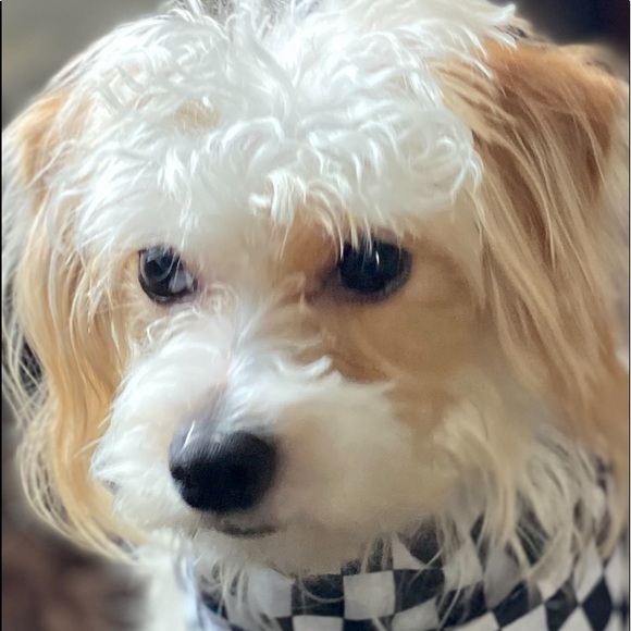 Meet your Posher, Robyn - Picture 1 of 1